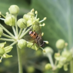 Tachinidae (family) (Unidentified Bristle fly) at Higgins, ACT - 24 Feb 2021 by AlisonMilton