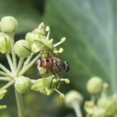 Tachinidae (family) at Higgins, ACT - 24 Feb 2021 12:00 PM