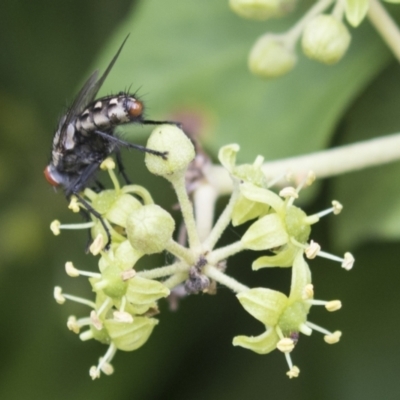 Sarcophagidae (family) (Unidentified flesh fly) at Higgins, ACT - 24 Feb 2021 by AlisonMilton