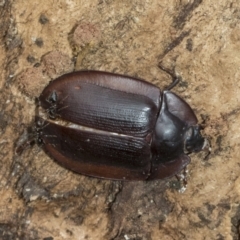 Pterohelaeus piceus (Pie-dish beetle) at Higgins, ACT - 7 Feb 2021 by AlisonMilton