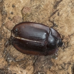 Pterohelaeus piceus (Pie-dish beetle) at Higgins, ACT - 8 Feb 2021 by AlisonMilton