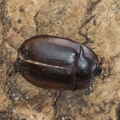 Pterohelaeus piceus (Pie-dish beetle) at Higgins, ACT - 8 Feb 2021 by AlisonMilton