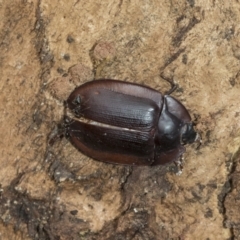 Pterohelaeus piceus at Higgins, ACT - 8 Feb 2021