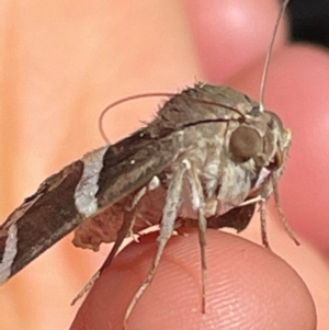 Grammodes oculicola at Macgregor, ACT - 6 Feb 2021