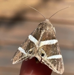 Grammodes oculicola at Macgregor, ACT - 6 Feb 2021