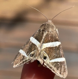 Grammodes oculicola at Macgregor, ACT - 6 Feb 2021 11:48 AM