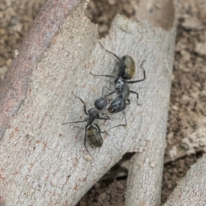 Camponotus aeneopilosus at Higgins, ACT - 8 Feb 2021