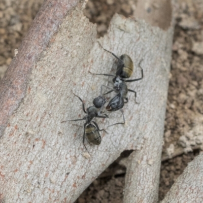 Camponotus aeneopilosus (A Golden-tailed sugar ant) at Higgins, ACT - 8 Feb 2021 by AlisonMilton
