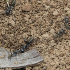 Camponotus aeneopilosus at Higgins, ACT - 8 Feb 2021