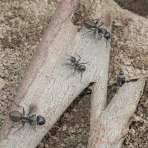 Camponotus aeneopilosus at Higgins, ACT - 8 Feb 2021