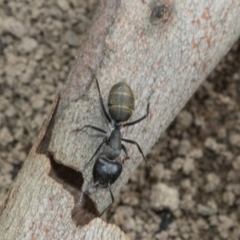 Camponotus aeneopilosus at Higgins, ACT - 8 Feb 2021