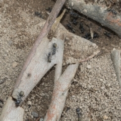 Camponotus aeneopilosus at Higgins, ACT - 8 Feb 2021