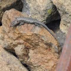 Egernia cunninghami (Cunningham's Skink) at Symonston, ACT - 23 Feb 2021 by CallumBraeRuralProperty