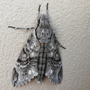 Psilogramma casuarinae at Farrer, ACT - 24 Feb 2021