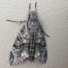 Psilogramma casuarinae (Privet Hawk Moth) at Farrer, ACT - 23 Feb 2021 by rawshorty