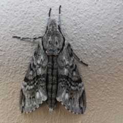 Psilogramma casuarinae at Farrer, ACT - 24 Feb 2021