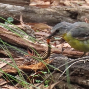 Cormocephalus aurantiipes at Paddys River, ACT - 23 Feb 2021 11:49 AM