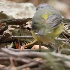 Cormocephalus aurantiipes at Paddys River, ACT - 23 Feb 2021