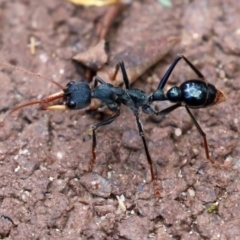 Myrmecia tarsata (Bull ant or Bulldog ant) at Tidbinbilla Nature Reserve - 23 Feb 2021 by RodDeb