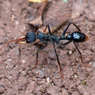 Myrmecia tarsata (Bull ant or Bulldog ant) at Paddys River, ACT - 23 Feb 2021 by RodDeb