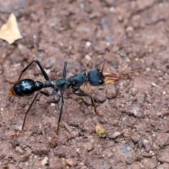 Myrmecia tarsata at Paddys River, ACT - 23 Feb 2021