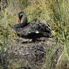 Cygnus atratus (Black Swan) at Monash, ACT - 22 Feb 2021 by JackyF