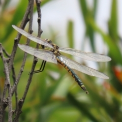 Hemicordulia tau (Tau Emerald) at Tidbinbilla Nature Reserve - 23 Feb 2021 by RodDeb