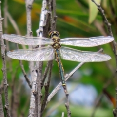 Hemicordulia tau at Paddys River, ACT - 23 Feb 2021