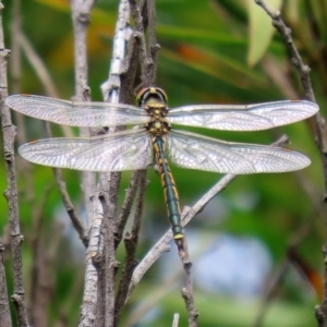 Hemicordulia tau at Paddys River, ACT - 23 Feb 2021