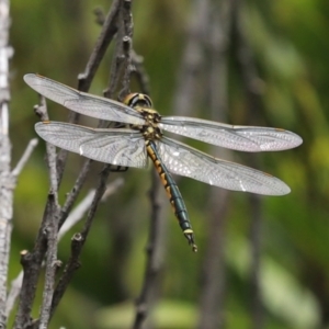 Hemicordulia tau at Paddys River, ACT - 23 Feb 2021