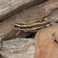 Macrotona australis (Common Macrotona Grasshopper) at Paddys River, ACT - 23 Feb 2021 by RodDeb
