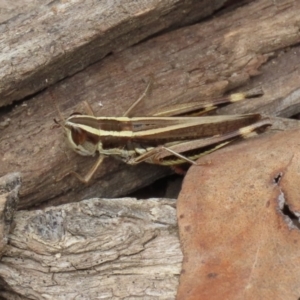 Macrotona australis at Paddys River, ACT - 23 Feb 2021