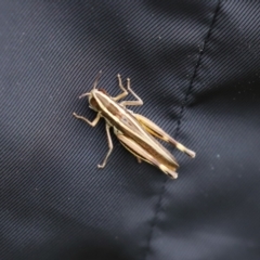 Macrotona australis at Paddys River, ACT - 23 Feb 2021