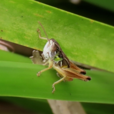 Kosciuscola cognatus (A grasshopper) at Tidbinbilla Nature Reserve - 23 Feb 2021 by RodDeb