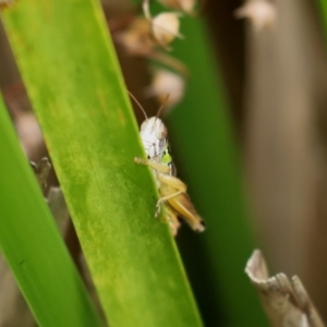 Kosciuscola cognatus at Paddys River, ACT - 23 Feb 2021 01:21 PM