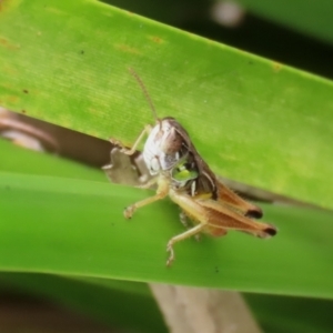 Kosciuscola cognatus at Paddys River, ACT - 23 Feb 2021