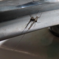 Ephemeroptera (order) (Unidentified Mayfly) at Tidbinbilla Nature Reserve - 23 Feb 2021 by RodDeb