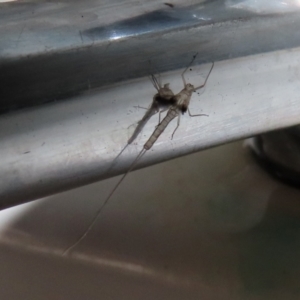 Ephemeroptera (order) at Paddys River, ACT - 23 Feb 2021 02:41 PM