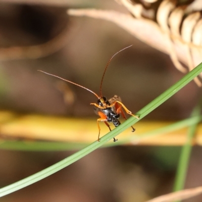 Echthromorpha intricatoria (Cream-spotted Ichneumon) at Paddys River, ACT - 23 Feb 2021 by RodDeb