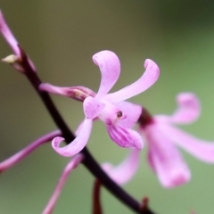 Dipodium roseum (Rosy hyacinth orchid) at Paddys River, ACT - 23 Feb 2021 by RodDeb