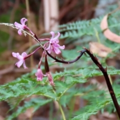 Dipodium roseum at Paddys River, ACT - suppressed