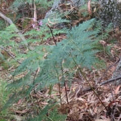 Dipodium roseum at Paddys River, ACT - 23 Feb 2021