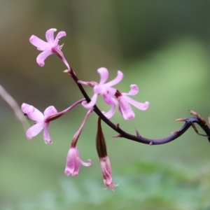 Dipodium roseum at Paddys River, ACT - suppressed