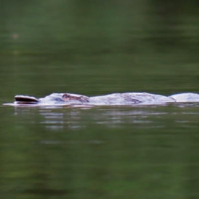 Ornithorhynchus anatinus (Platypus) at Tidbinbilla Nature Reserve - 23 Feb 2021 by RodDeb