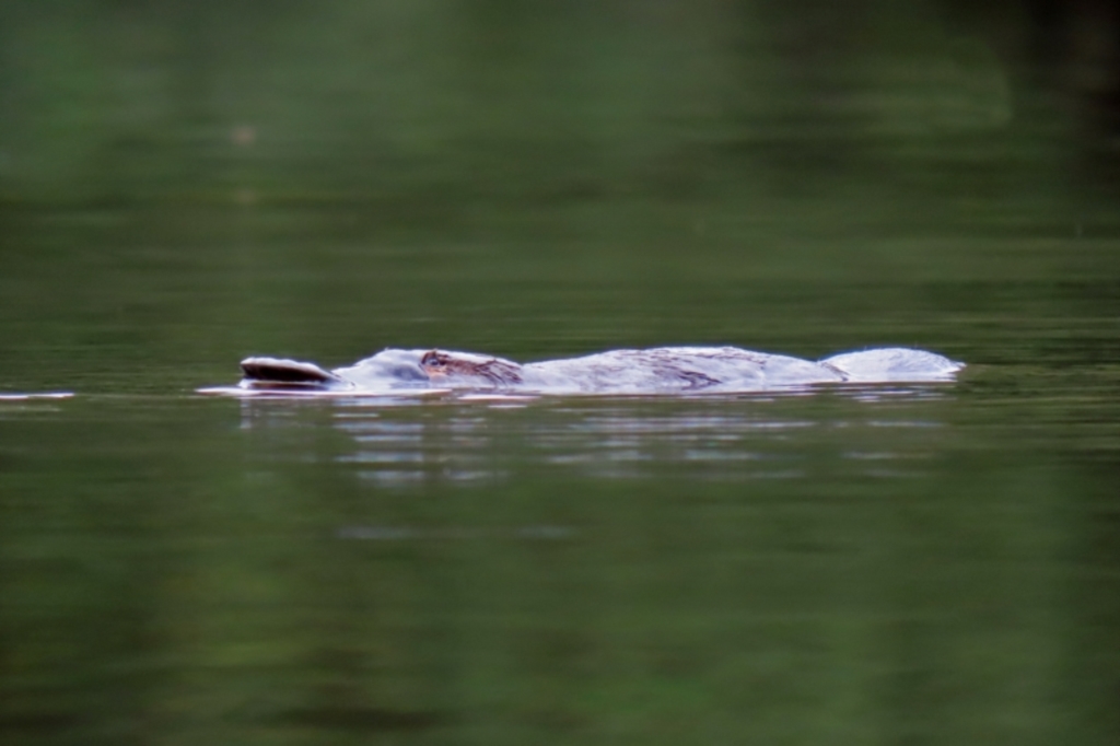 Ornithorhynchus anatinus at Paddys River, ACT - 23 Feb 2021