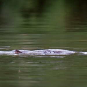 Ornithorhynchus anatinus at Paddys River, ACT - 23 Feb 2021