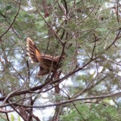 Rhipidura rufifrons (Rufous Fantail) at Paddys River, ACT - 23 Feb 2021 by RodDeb