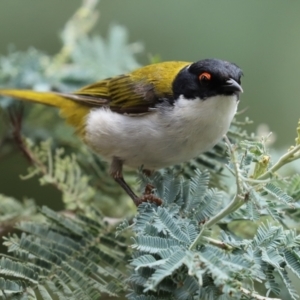 Melithreptus lunatus at Paddys River, ACT - 23 Feb 2021