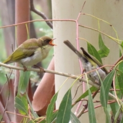 Melithreptus lunatus at Paddys River, ACT - 23 Feb 2021 11:59 AM