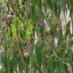 Melithreptus lunatus at Paddys River, ACT - 23 Feb 2021 11:59 AM